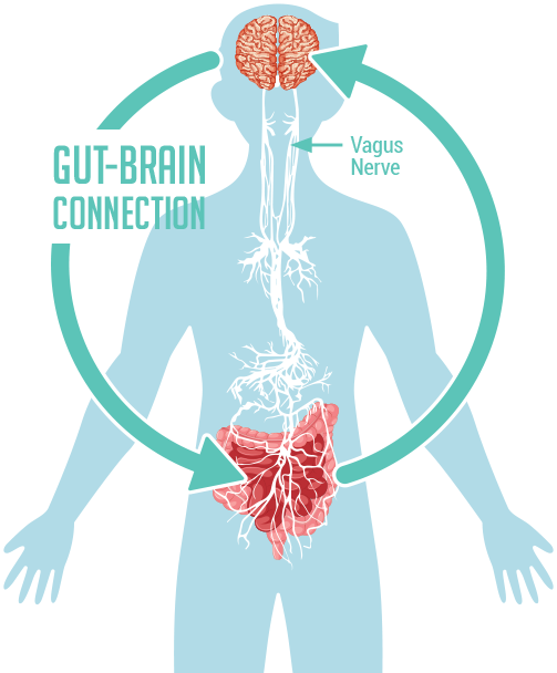 Diagram illustrating the vagus nerve, highlighting its pathway from the brain stem to the digestive organs, including the stomach and intestines.