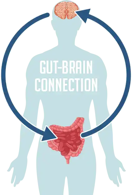 Diagram illustrating the vagus nerve, highlighting its pathway from the brain stem to the digestive organs, including the stomach and intestines.