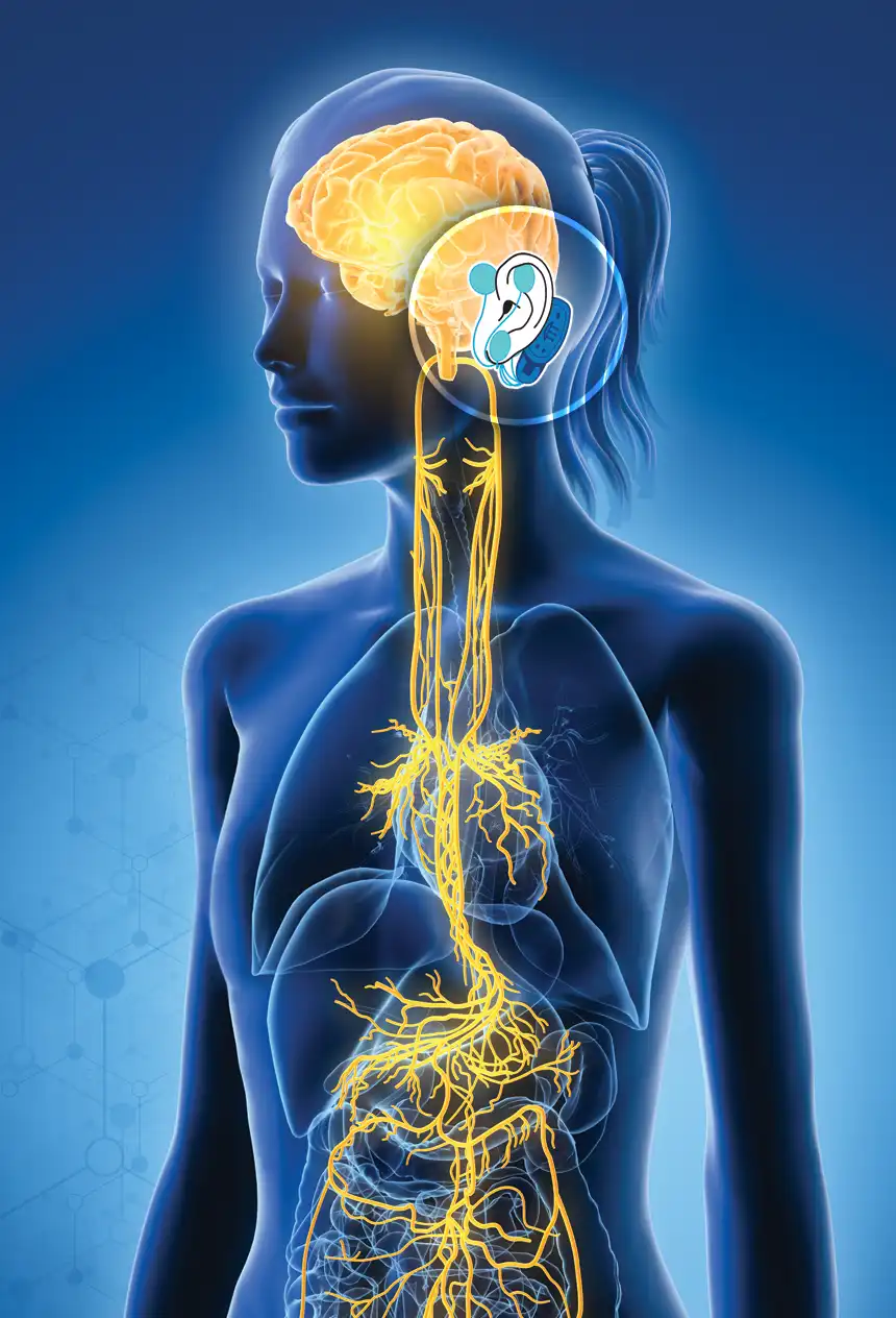 Body diagram illustrating the vagus nerve, highlighting its connection to the brain and digestive system.